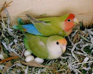 USAHA BUDIDAYA TERNAK LOVEBIRD