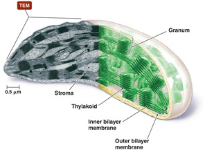 Multiple Choice Questions on Chloroplast