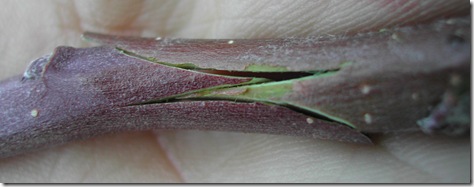 Joining two 'whip and tongue' grafts together