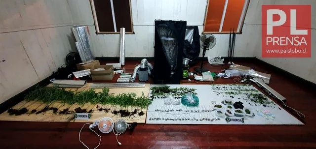 Incautan 430 plantas de marihuana en "Litran"