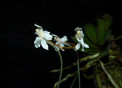 Aerangis somalensis orchid plant care and culture