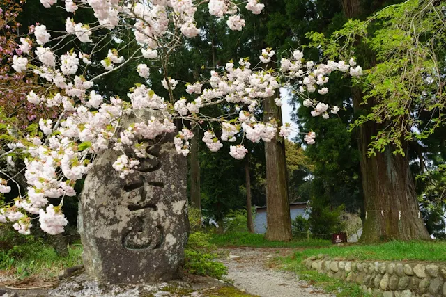 村山浅間神社（静岡）の桜と石碑