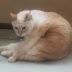 Cat Lucky und Cat Palpa Das Leben der Hauskatzen Katzenblogs der 2016er und 2020er Jahre