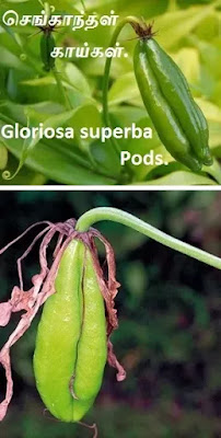 Gloriosa-lily-fruit