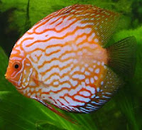 Symphysodon Discus