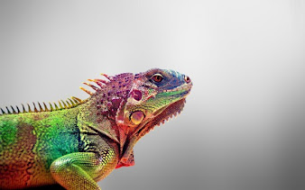 #8 Iguana Wallpaper