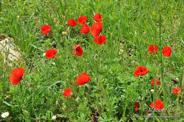 Aljibes restaurados del Algarrobal