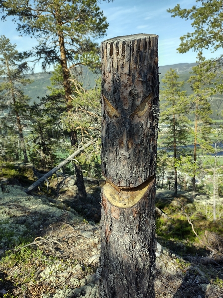 hallingspranget nesfjellet hallingdal