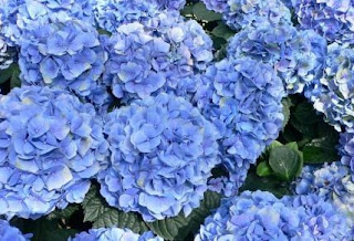 the blue flowers hydrangea