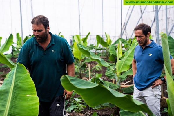 Zapata: “Trabajamos desde el Cabildo para que los agricultores que han perdido bajo las coladas sus fincas recuperen la totalidad de sus cultivos”
