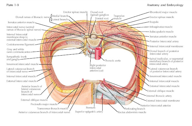 Intercostal Nerves And Arteries, dorsal ramus, ventral ramus, 