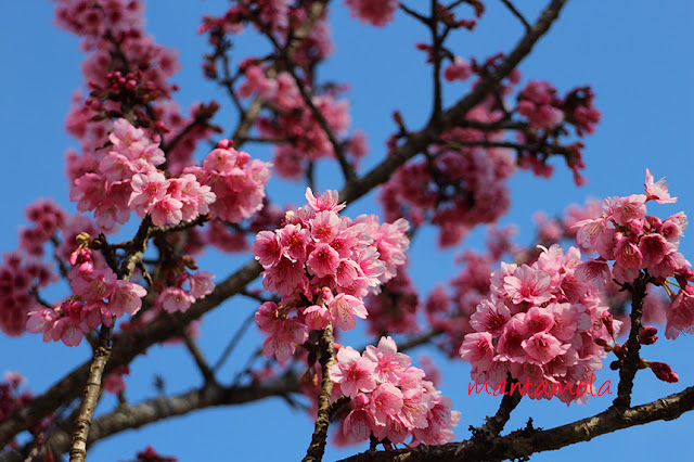 Cherry blossom, Thailand