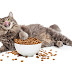 6 Makanan Yang Berbahaya Untuk Kucing