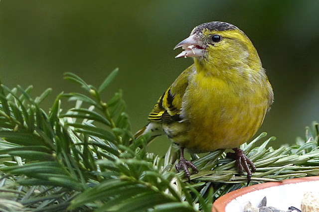 Panduan Cara Gampang Beternak Burung Kenari Yang Harus Anda Tahu