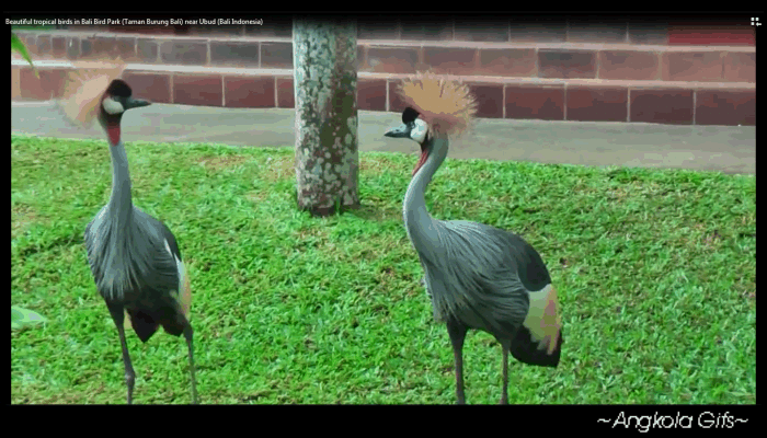 Animation Wallpaper: Animasi Taman Burung Bali - Gif