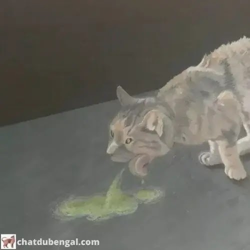 mon chat vomit sa nourriture non digérée