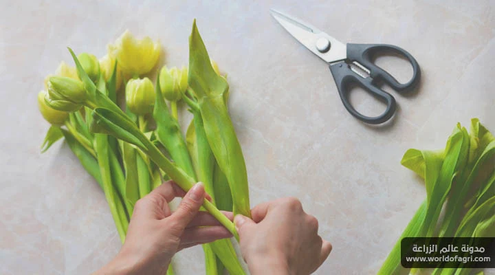 كيفية تقليم أزهار التوليب بدون خبرة - عالم الزراعة