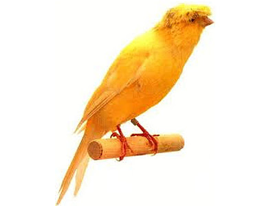 Gambar Burung Kenari Lancashire