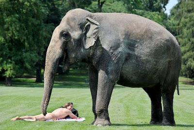 Funny Elephant pictures