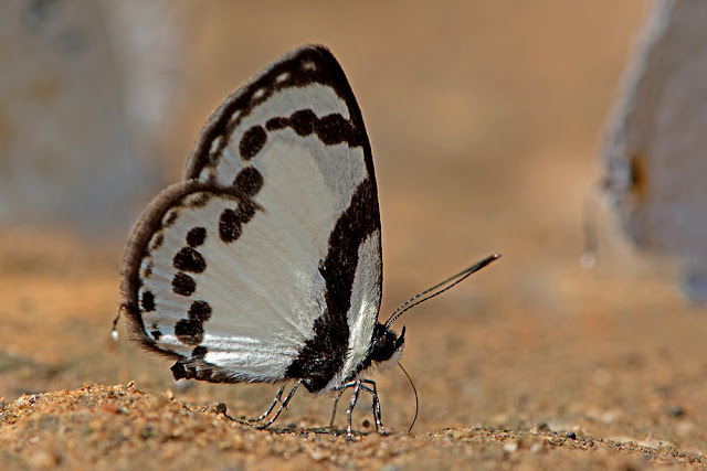 Caleta roxus the Straight Pierrot butterfly