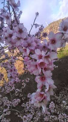 flores de almendro