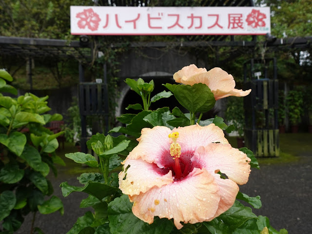 とっとり花回廊のハイビスカス