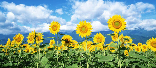 Girasoles, plantas y biologia