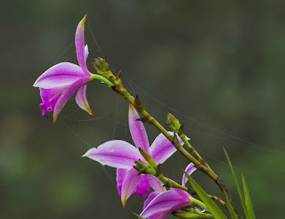 Arundina graminifolia