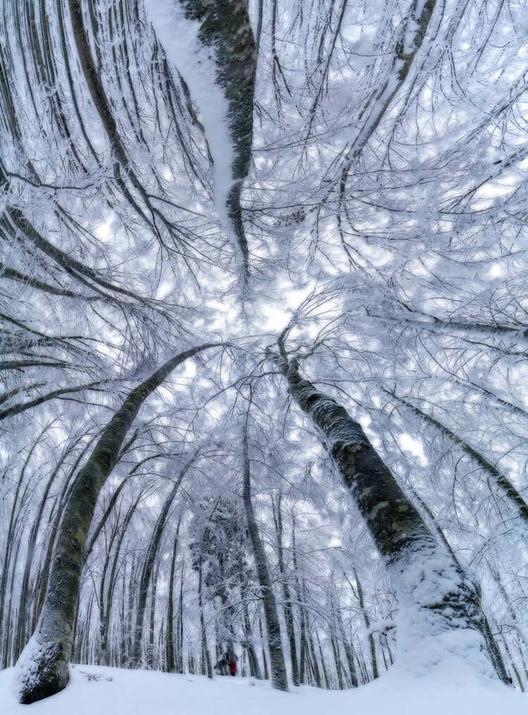 Photographer Captures the Stunning Beauty Of Looking Up At Trees In The Middle Of A Forest