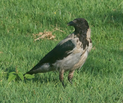 Hooded Crow (Corvus cornix) 