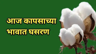 Cotton