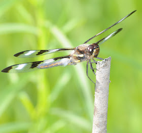 Twelve-spotted Skimmer (Libellula pulchella)