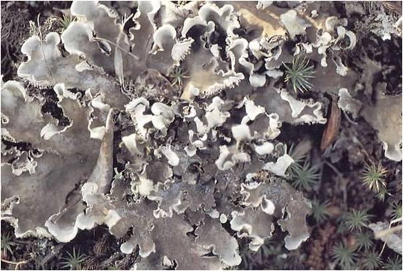 foliose lichen