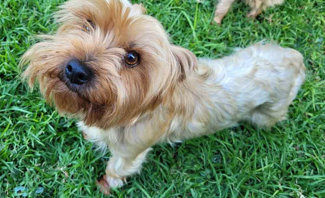 Fifi - female Yorkshire Terrier