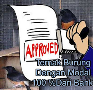 ternak burung modal dari bank