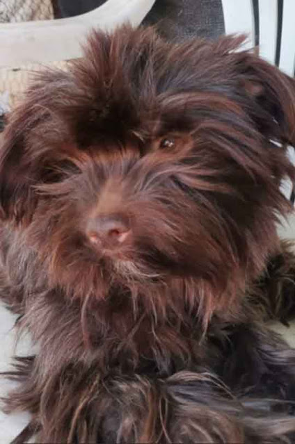 Adopt a Chocolate Yorkie Male, Pocket