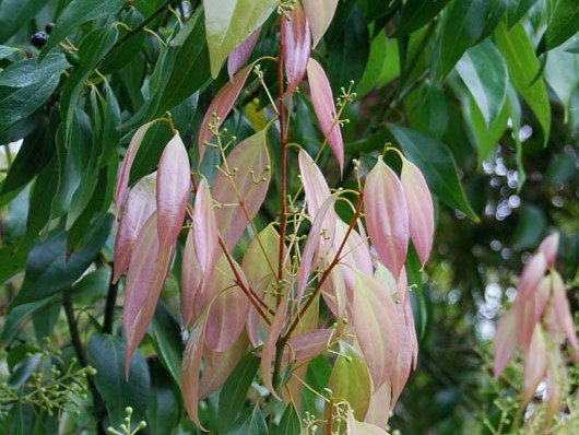 Rami e Foglie Cinnamomum zeylanicum