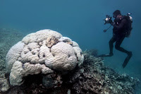 Severe bleaching last year on the northern Great Barrier Reef affected even the largest and oldest corals, like this slow-growing Porites colony. (Credit: Terry Hughes et al./Nature) Click to Enlarge.