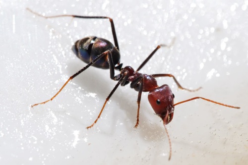 Homemade Ant Poison Recipe