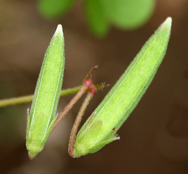 Кислица рожковая (Oxalis corniculata)