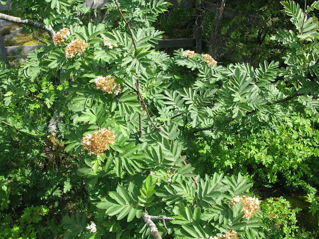 Рябина Теодора / Хедлундия Теодора (Sorbus teodori, =Hedlundia teodori)