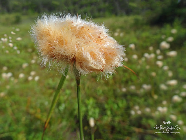 Eriophorum virginicum