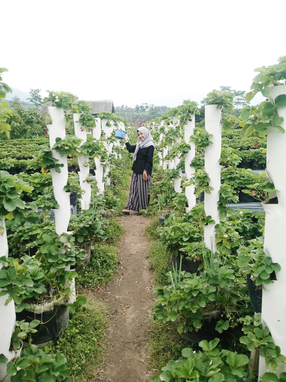 Bagus sih tempatnya menurut ku sejuk jugaaa disana Masih bisa liat sawah liat tanaman kol sawi tomat Ahhhhh banyak ban tt rasa ingin punya di