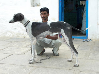 Mudhol Hound-----Rajapalayam