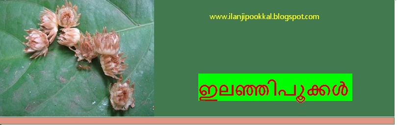 ഇലഞ്ഞിപ്പൂക്കള്‍