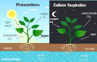 Photosynthesis, Definition of photosynthesis, Energy produced by photosynthesis, The two stages of photosynthesis?, Do plants take in oxygen?, Can plants kill you at night?, Which plant give oxygen for 24 hours?, will the plant drink water, Why plants grow food?, Do all plants have foods, brittanica.com, wikipedia