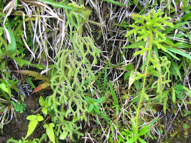 lycopodiacea licopodium plant costa rica