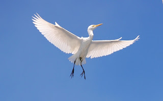 The flying cattle egret is believe to give white marks on fingernails