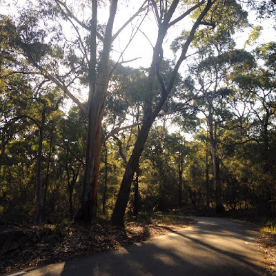 Walking Through Oatley Park on a Spring Morning