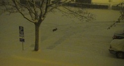 Rabbit in the snow